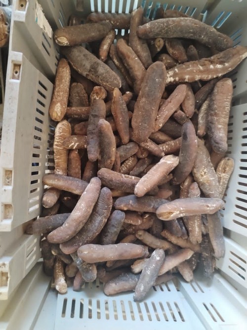 WHOLE SEA CUCUMBER